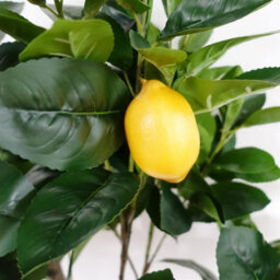 Leaf 150Cm Premium Artificial Lemon Tree - thumbnail 2