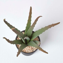 Homescapes Artificial Green Handcrafted Aloe Vera Succulent In Black Pot, 30 Cm - thumbnail 4