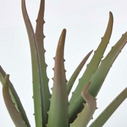 Homescapes Artificial Green Handcrafted Aloe Vera Succulent In Black Pot, 30 Cm - thumbnail 6