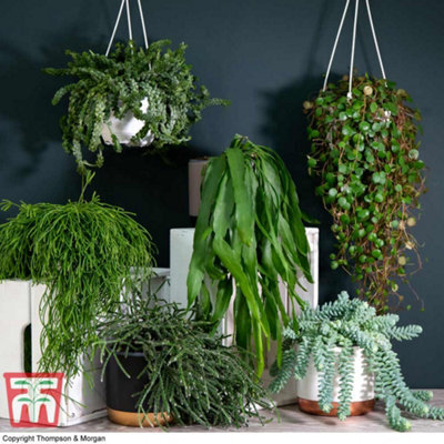 Thompson & Morgan Houseplant Nurserymans Choice Succulent Hanging Basket 14Cm Pot X 1 - image 1
