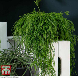 Thompson & Morgan Houseplant Nurserymans Choice Succulent Hanging Basket 14Cm Pot X 1 - thumbnail 7