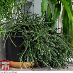 Thompson & Morgan Houseplant Nurserymans Choice Succulent Hanging Basket 14Cm Pot X 1 - thumbnail 6
