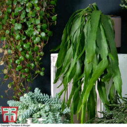 Thompson & Morgan Houseplant Nurserymans Choice Succulent Hanging Basket 14Cm Pot X 1 - thumbnail 3
