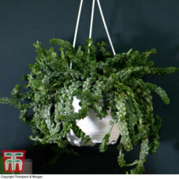 Thompson & Morgan Houseplant Nurserymans Choice Succulent Hanging Basket 14Cm Pot X 1 - thumbnail 2