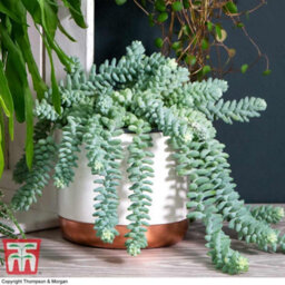 Thompson & Morgan Houseplant Nurserymans Choice Succulent Hanging Basket 14Cm Pot X 1 - thumbnail 5