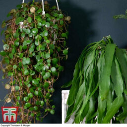 Thompson & Morgan Houseplant Nurserymans Choice Succulent Hanging Basket 14Cm Pot X 1 - thumbnail 4