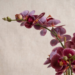 Scottish Everlastings Ltd. Scottish Everlastings 54Cm Real Touch Artificial Dark Pink Phalaenopsis Orchid In Pot - thumbnail 3