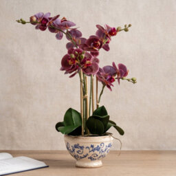 Scottish Everlastings Ltd. Scottish Everlastings 54Cm Real Touch Artificial Dark Pink Phalaenopsis Orchid In Pot - thumbnail 1