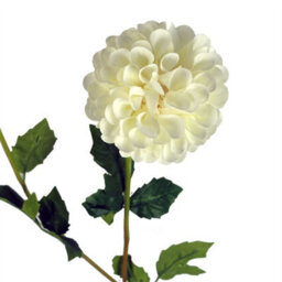 Leaf Pack Of 6 X 75Cm Artificial Dahlia Pompom Flower Stem Cream - thumbnail 3