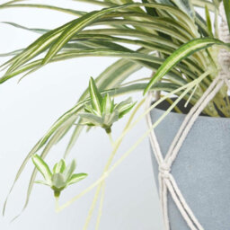 Homescapes Artificial Green Handcrafted Hanging Basket Spider Plant, 95 Cm - thumbnail 4