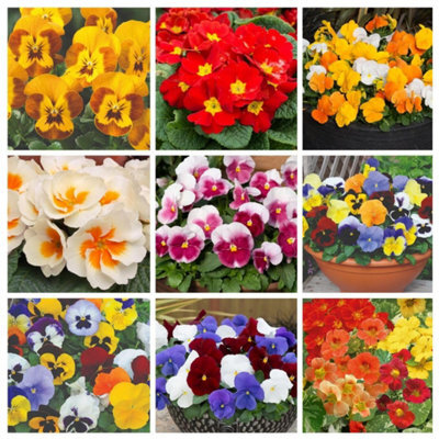 Thompson & Morgan Winter Bedding Super Saver - 120 Plug Plants - image 1