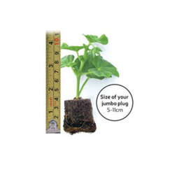 Thompson & Morgan Winter Bedding Super Saver - 120 Plug Plants - thumbnail 8