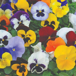 Thompson & Morgan Winter Bedding Super Saver - 120 Plug Plants - thumbnail 3