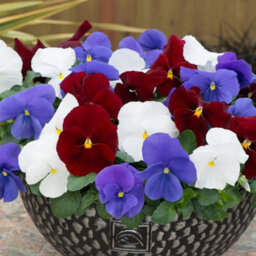 Thompson & Morgan Winter Bedding Super Saver - 120 Plug Plants - thumbnail 2