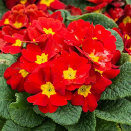 Thompson & Morgan Winter Bedding Super Saver - 120 Plug Plants - thumbnail 7