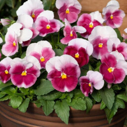 Thompson & Morgan Winter Bedding Super Saver - 120 Plug Plants - thumbnail 5