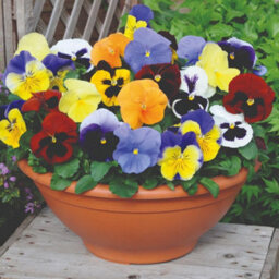 Thompson & Morgan Winter Bedding Super Saver - 120 Plug Plants - thumbnail 4