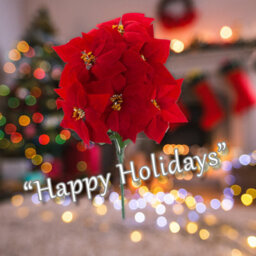 7 Head Poinsettia Bunch Christmas Decoration X 1 48Cm Red - thumbnail 4