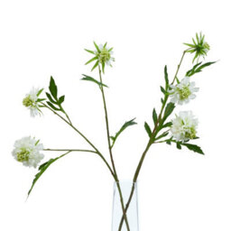 Wyld Haus Set Of 3 White Scabious Artificial Flower Stems 650mm - thumbnail 3