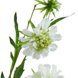 Wyld Haus Set Of 3 White Scabious Artificial Flower Stems 650mm - thumbnail 2