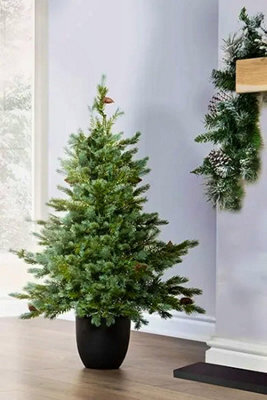 Christmas Tree World The 3Ft/90Cm Cairngorm Pine Potted Tree (Outdoor) - image 1
