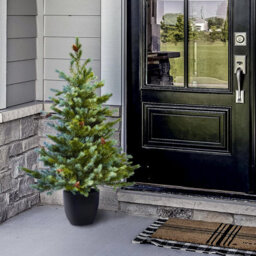 Christmas Tree World The 3Ft/90Cm Cairngorm Pine Potted Tree (Outdoor) - thumbnail 2