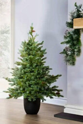 Christmas Tree World The 3Ft/90Cm Cairngorm Pine Potted Tree (Outdoor) - thumbnail 1