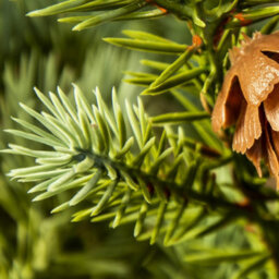 Christmas Tree World The 3Ft/90Cm Cairngorm Pine Potted Tree (Outdoor) - thumbnail 4