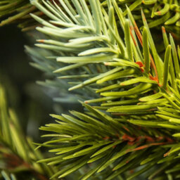 Christmas Tree World The 3Ft/90Cm Cairngorm Pine Potted Tree (Outdoor) - thumbnail 5