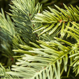 Christmas Tree World The 3Ft/90Cm Cairngorm Pine Potted Tree (Outdoor) - thumbnail 8