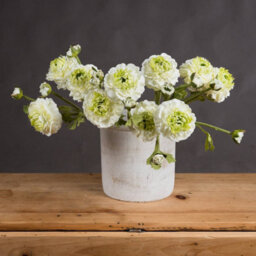 Hill Interiors Ranunculus Spray Artificial Flower (Single Stem) - Fabric/plastic - L8 X W11 X H44 Cm - Green - thumbnail 5