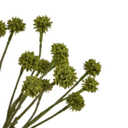 Wyld Haus Set Of 3 Green Craspedia Artificial Flower Stems - thumbnail 3