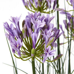 Wyld Haus 120Cm Artificial Purple Agapanthus In Pot Large Faux Flowering Plant - thumbnail 2