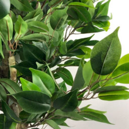 Leaf Artificial 110Cm Evergreen Ficus Tree Silver Curve Planter - thumbnail 5