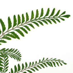 Leaf 6 X 55Cm Himilayan Maidenhair Fern Bush Dark Green Plant - thumbnail 2