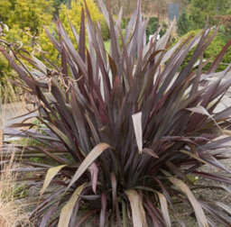 Thompson & Morgan Phormium Bronze Baby 9Cm Potted Plant X 1