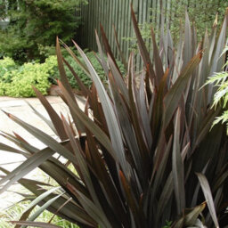 Thompson & Morgan Phormium Bronze Baby 9Cm Potted Plant X 1 - thumbnail 2