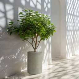 Wyld And Coco Grey Round Concrete-Effect Planter 36 X 36 X 51 Cm - Indoor Or Sheltered Outdoor - thumbnail 2