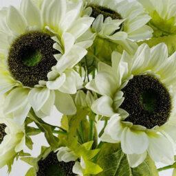 Leaf Pack Of 6 X 88Cm White Artificial Sunflower - 18 Heads - thumbnail 2