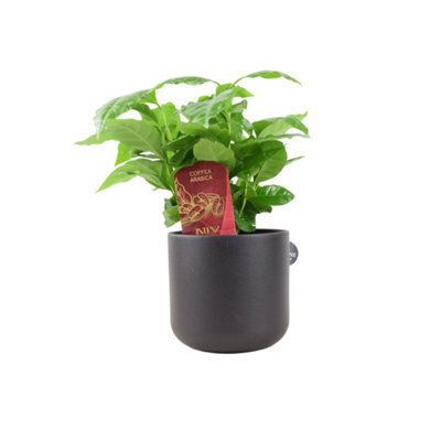Coffee Arabica  Indoor Coffee Plant For Home & Office (12Cm Pot) In Nursery Pot