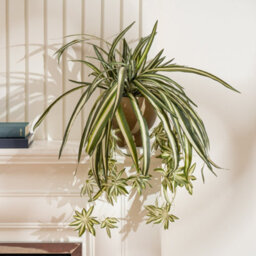 Scottish Everlastings Ltd. Scottish Everlastings 36Cm Artificial Spider Plant In Rustic Pot - thumbnail 1