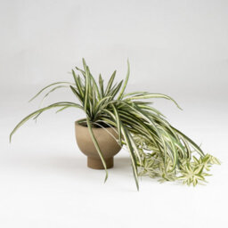 Scottish Everlastings Ltd. Scottish Everlastings 36Cm Artificial Spider Plant In Rustic Pot - thumbnail 3