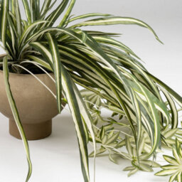 Scottish Everlastings Ltd. Scottish Everlastings 36Cm Artificial Spider Plant In Rustic Pot - thumbnail 2