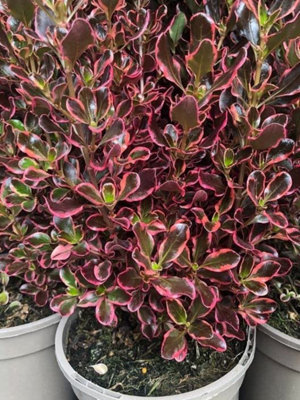 Carbeth Plants 2 X Coprosma Eclipse Mirror Plant - 15-30Cm Inc Pot Size - Evergreen Shrub - image 1