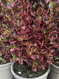 Carbeth Plants 2 X Coprosma Eclipse Mirror Plant - 15-30Cm Inc Pot Size - Evergreen Shrub - thumbnail 1