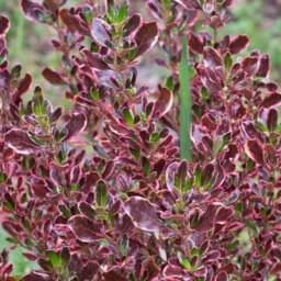 Carbeth Plants 2 X Coprosma Eclipse Mirror Plant - 15-30Cm Inc Pot Size - Evergreen Shrub - thumbnail 4