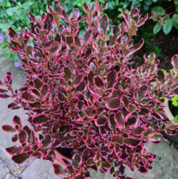 Carbeth Plants 2 X Coprosma Eclipse Mirror Plant - 15-30Cm Inc Pot Size - Evergreen Shrub - thumbnail 2