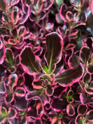 Carbeth Plants 2 X Coprosma Eclipse Mirror Plant - 15-30Cm Inc Pot Size - Evergreen Shrub - thumbnail 3