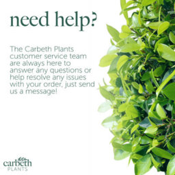 Carbeth Plants 2 X Coprosma Eclipse Mirror Plant - 15-30Cm Inc Pot Size - Evergreen Shrub - thumbnail 6