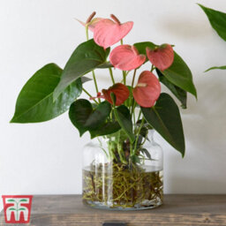 Thompson & Morgan Anthurium Aqua Pink In Sierglass 12Cm Pot X 1 - thumbnail 2